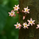 239 cacao flower thumbnail