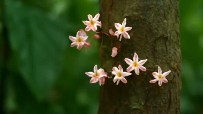 カカオの花は幹に咲く｜6000の花から実るのは20個ほど