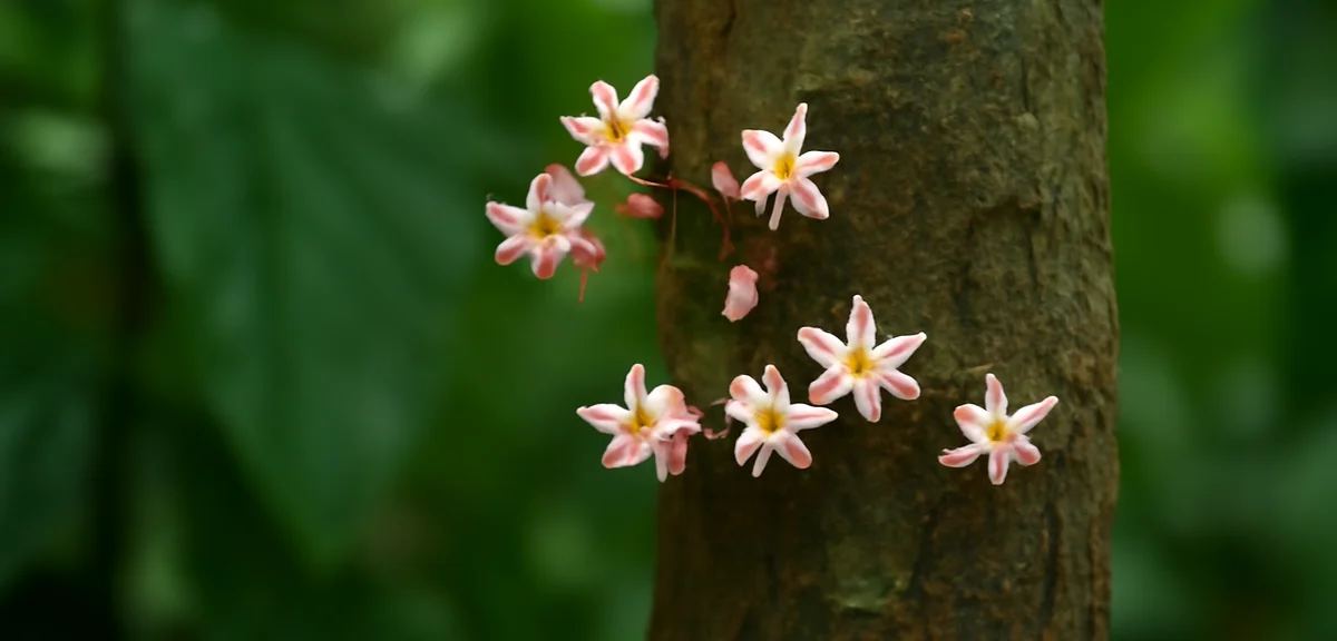 カカオの花は幹に咲く｜6000の花から実るのは20個ほど