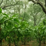ブラジルのカカオ｜テングス病で生産が7割減った話