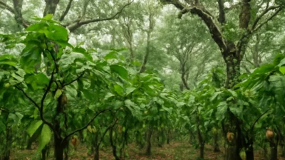 ブラジルのカカオ｜テングス病で生産が7割減った話